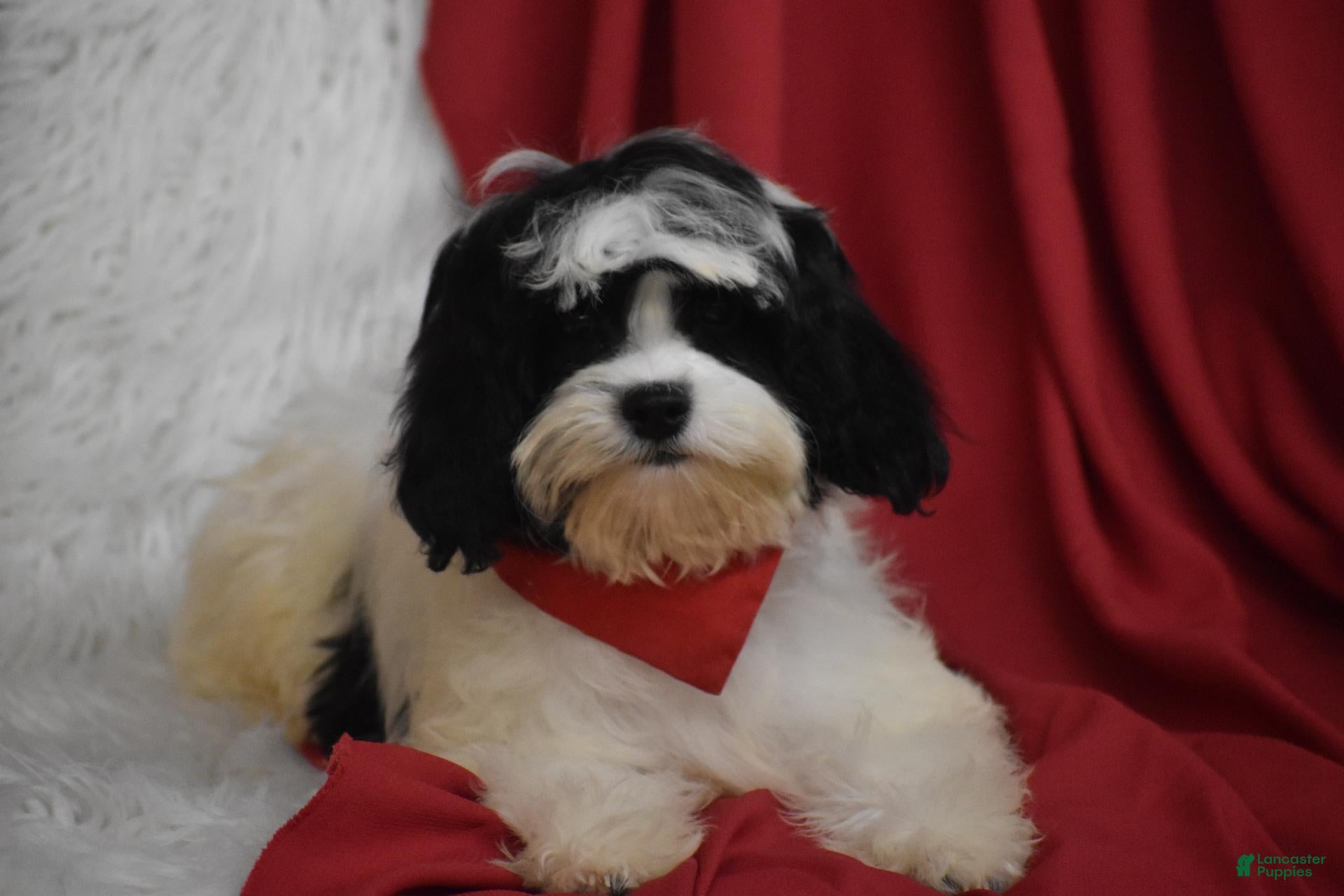 Cavachon dogs Riley - Ad 2