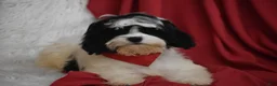 Cavachon dogs for sale: Riley - Ad 2