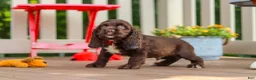 Cocker Spaniel dogs for sale: Ollie - Ad 4