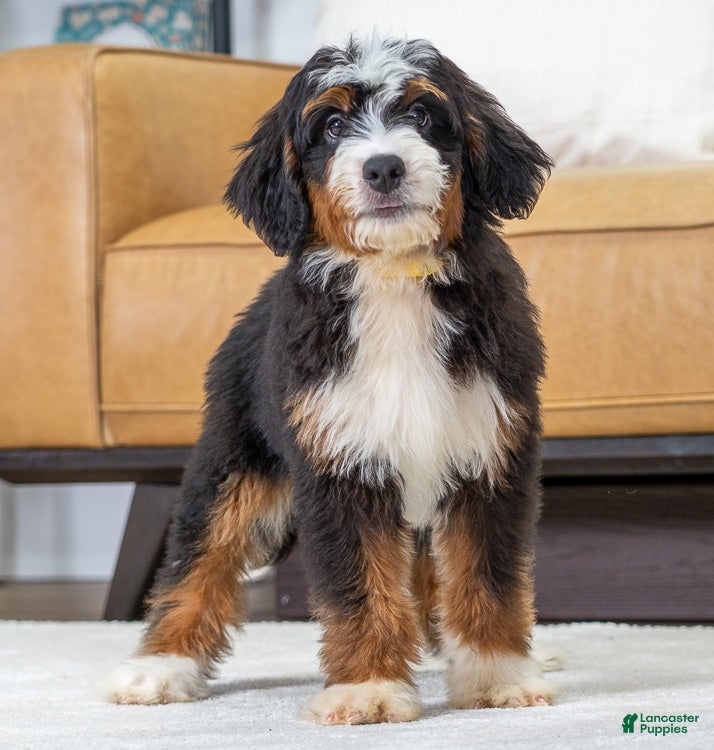 Mini Bernedoodle dogs Harley - Ad 2