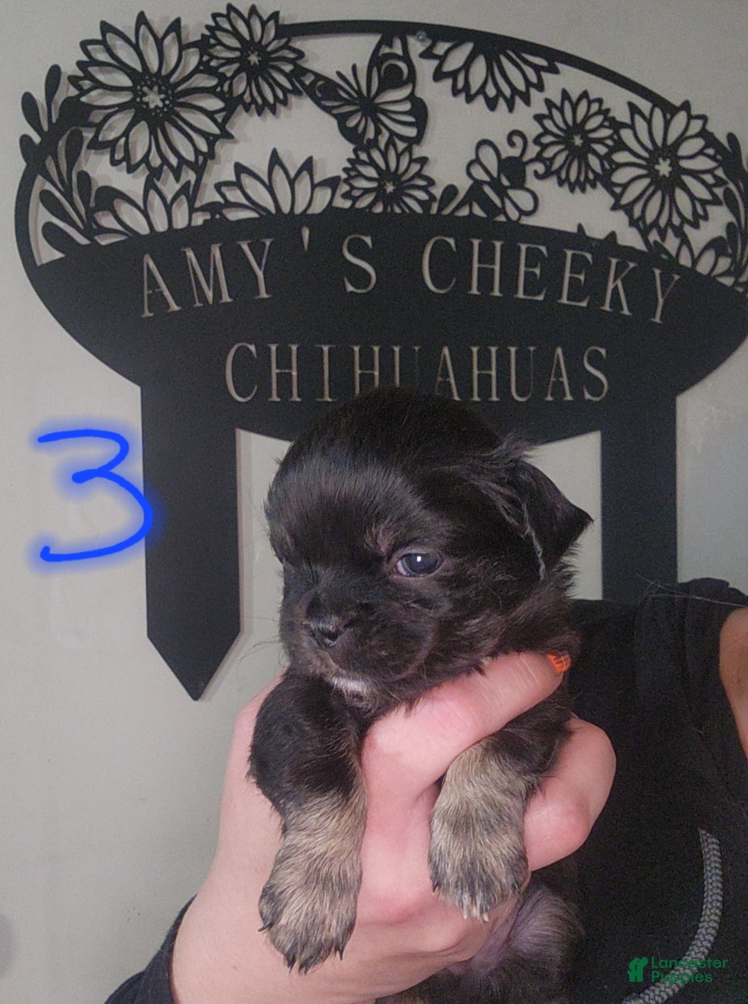 Chihuahua dogs for sale: Boy 3- Black tricolored  - Ad 2