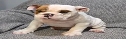 English Bulldog dogs for sale: Allen - Ad 4
