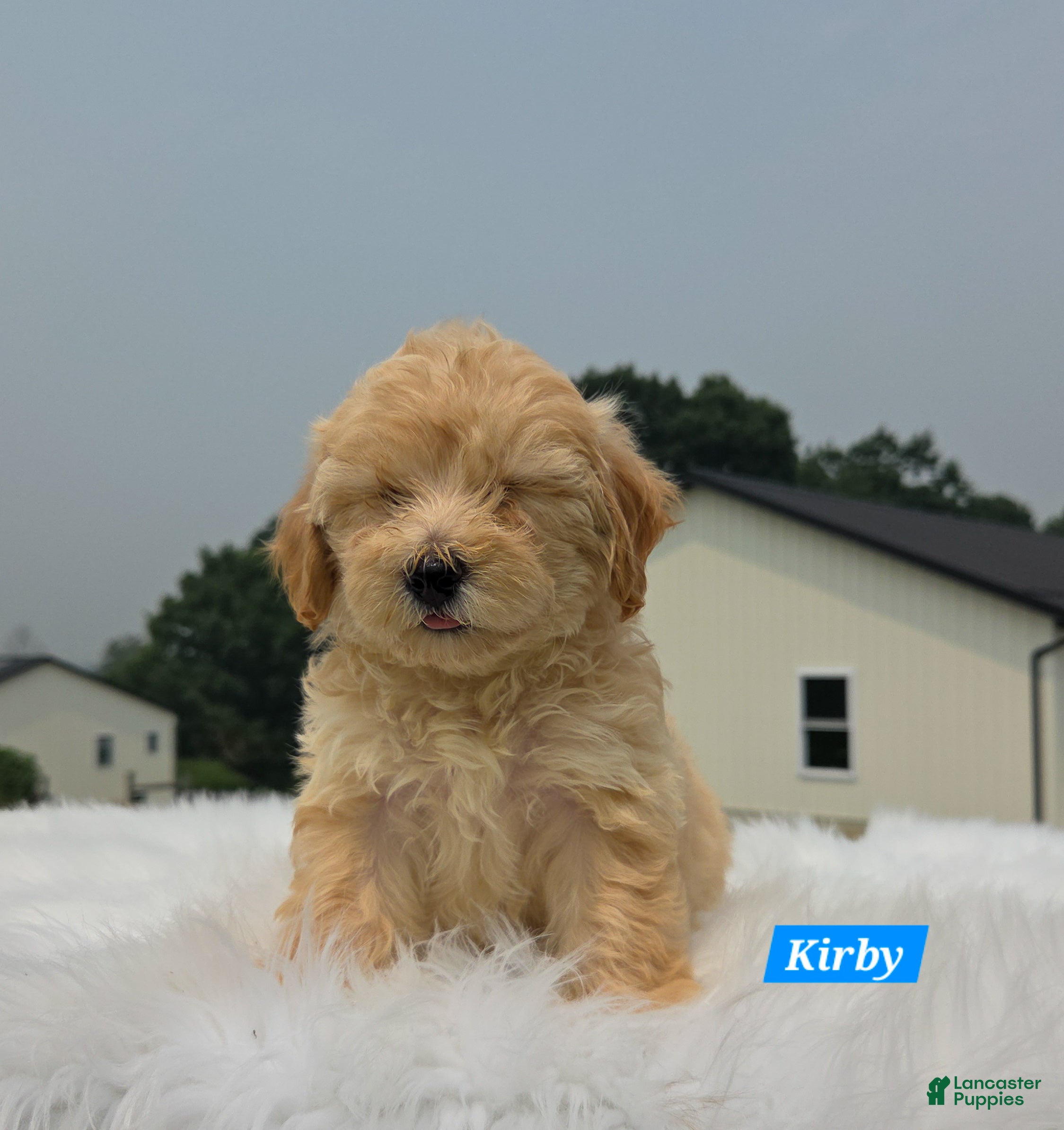 Maltipoo dogs Kirby - Ad 2