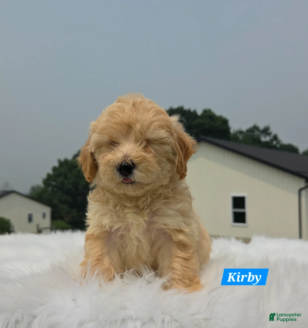 Maltipoo dogs for sale: Kirby - Ad 2