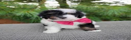 Bernedoodle dogs for sale: Truffle - Ad 3