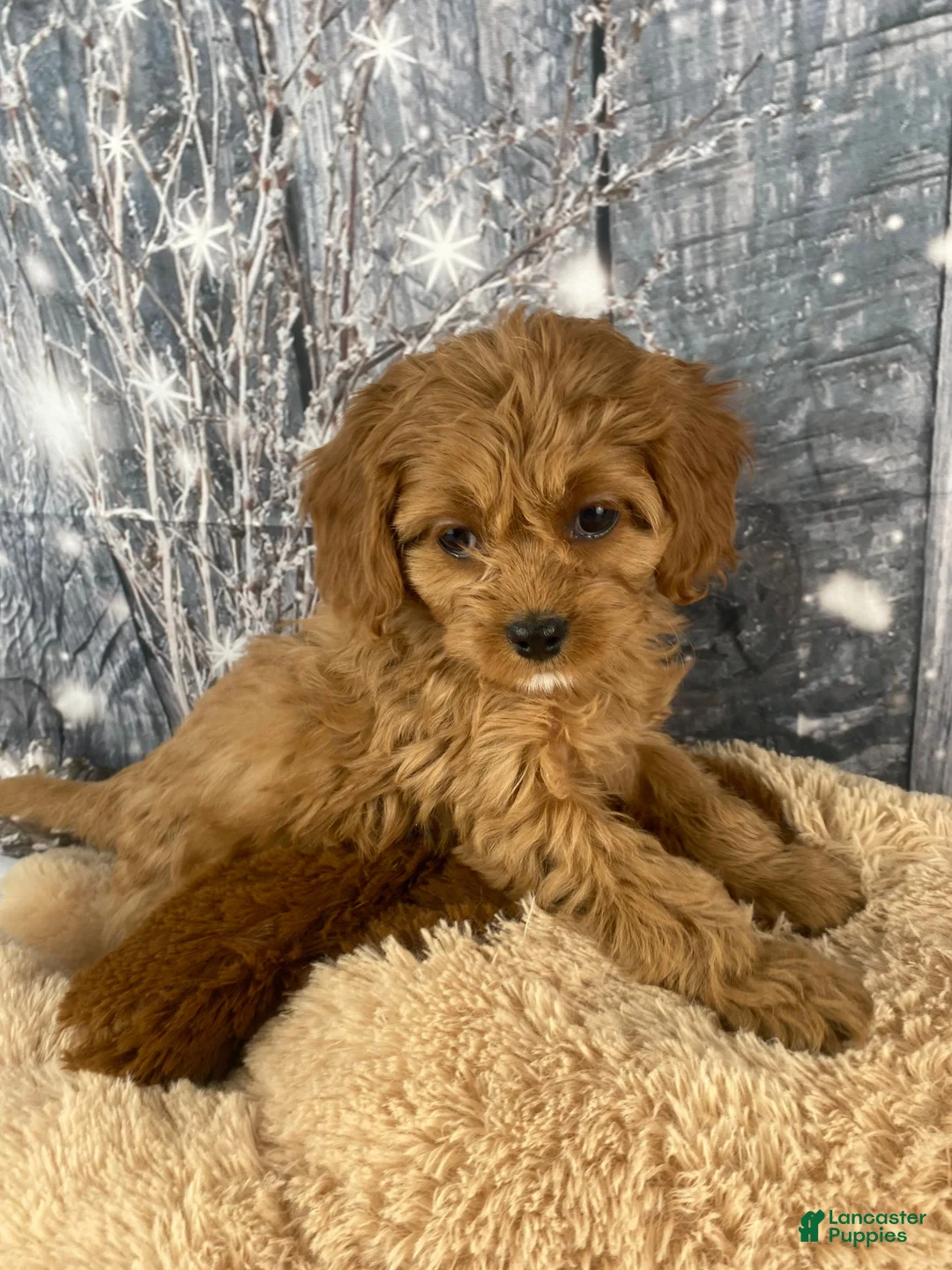 Cavapoo dogs for sale: Rosie - Ad 7