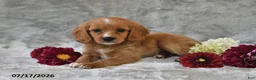 Cavapoo dogs for sale: Kylie - Ad 5