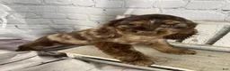 Cocker Spaniel dogs for sale: Pebbles - Ad 4