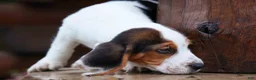 Beagle dogs for sale:  Dallas 🐾 - Ad 8
