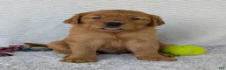Golden Retriever dogs for sale: Porter  - Ad 19