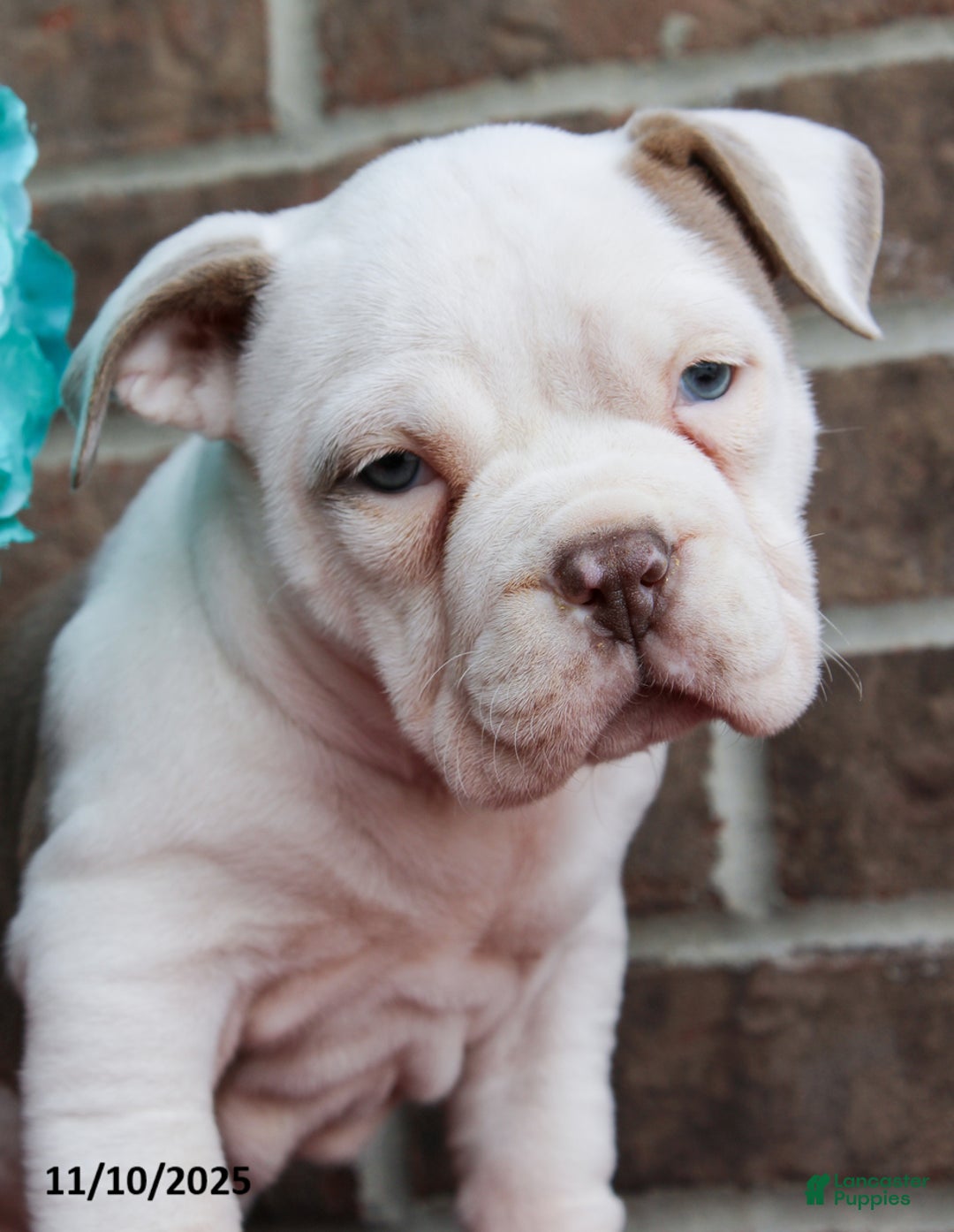 American Bully dogs for sale: Dolly - Ad 5