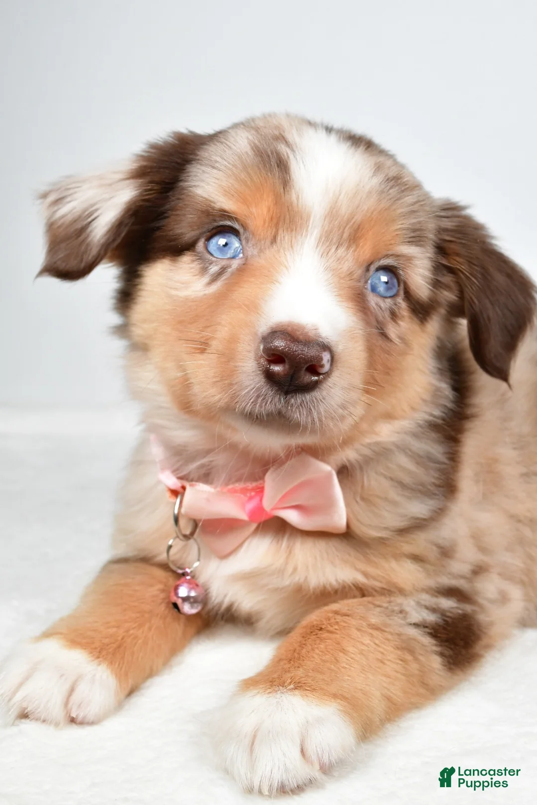 Miniature Australian Shepherd dogs for sale: Floral - Ad 2