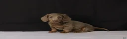 Dachshund dogs for sale: Bobby - Ad 3