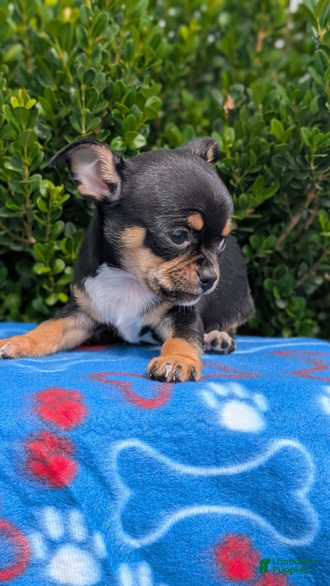 Chihuahua dogs for sale: Yogi - Ad 2