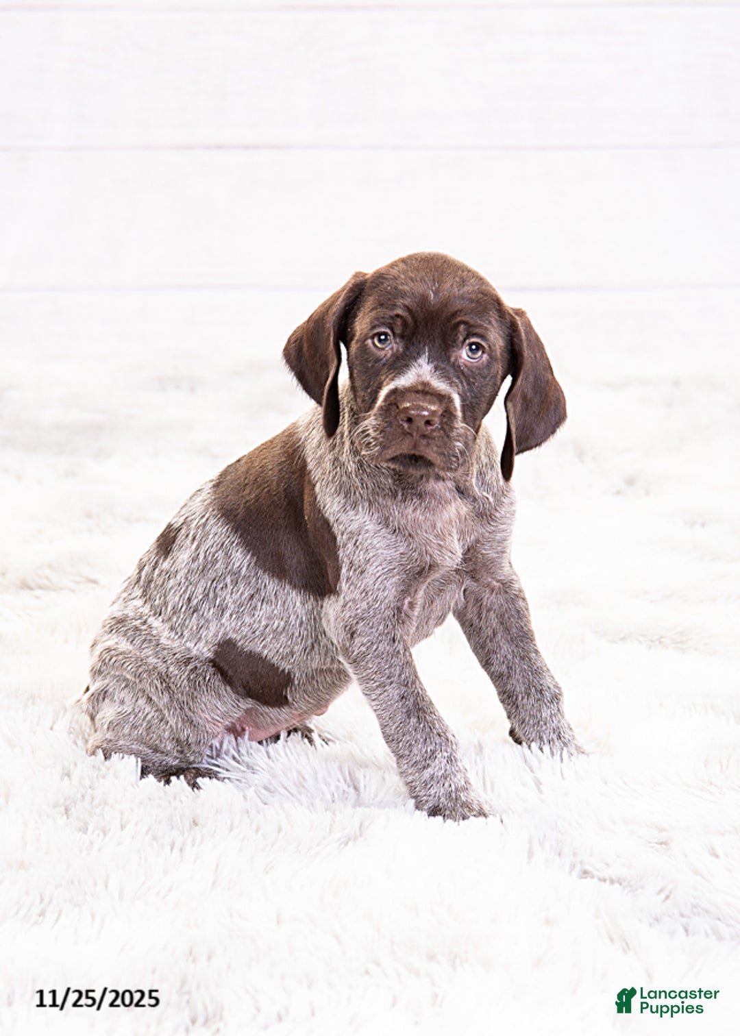 Mixed Breed dogs for sale: Remi - Ad 3