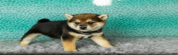 Shiba Inu dogs for sale: Amy - Ad 5