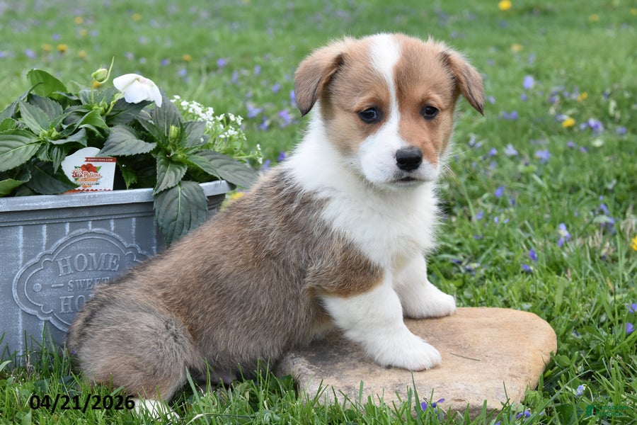 Welsh Corgi Pembroke dogs Medic - Ad 1