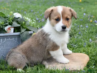 Welsh Corgi Pembroke dogs for sale: Medic - Ad 1