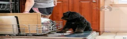 Bernedoodle dogs for sale: Olympic - Ready Now! - Ad 12