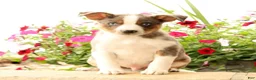 Miniature Australian Shepherd dogs for sale: Bingo - Ad 8