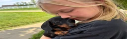 Miniature Dachshund dogs for sale: Gus - Ad 1