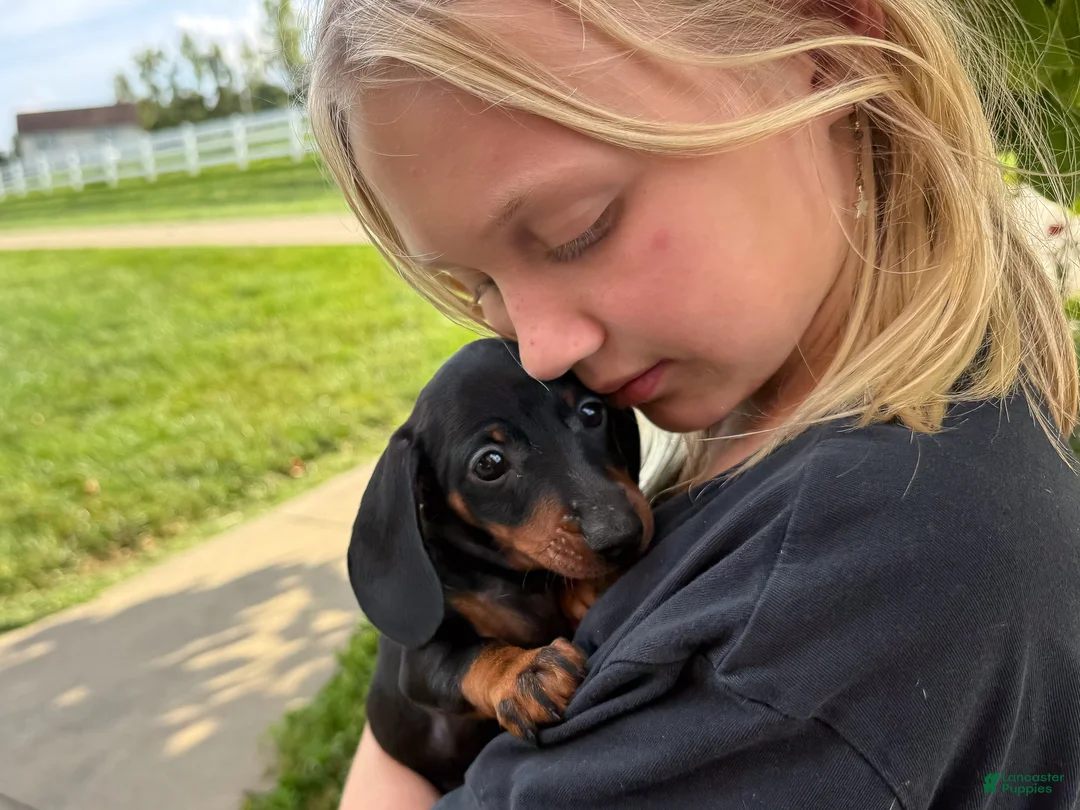 Miniature Dachshund dogs for sale: Gus - Ad 1