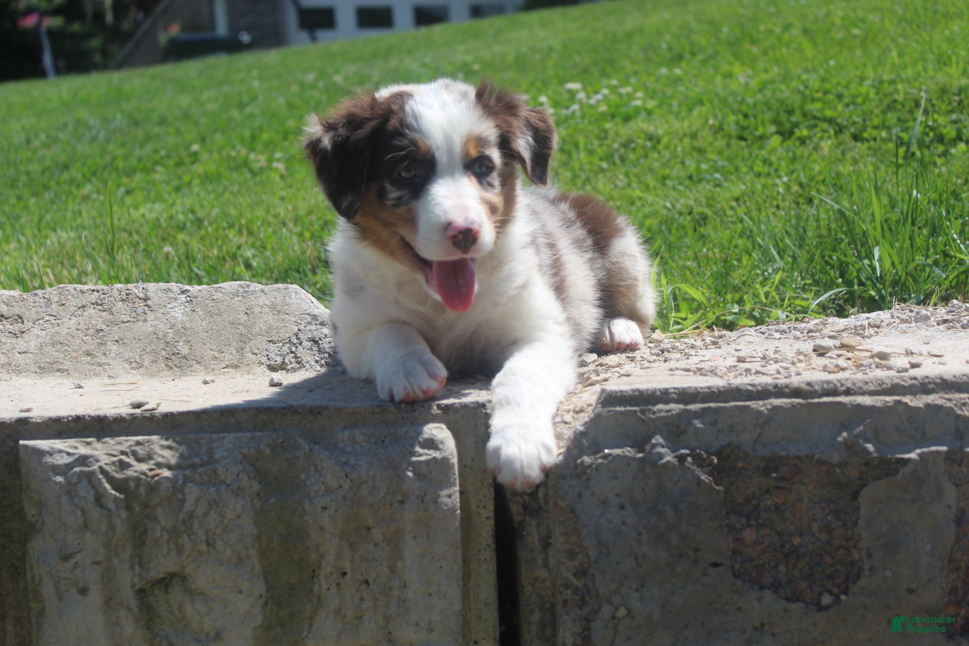 Australian Shepherd dogs Pete  - Ad 2