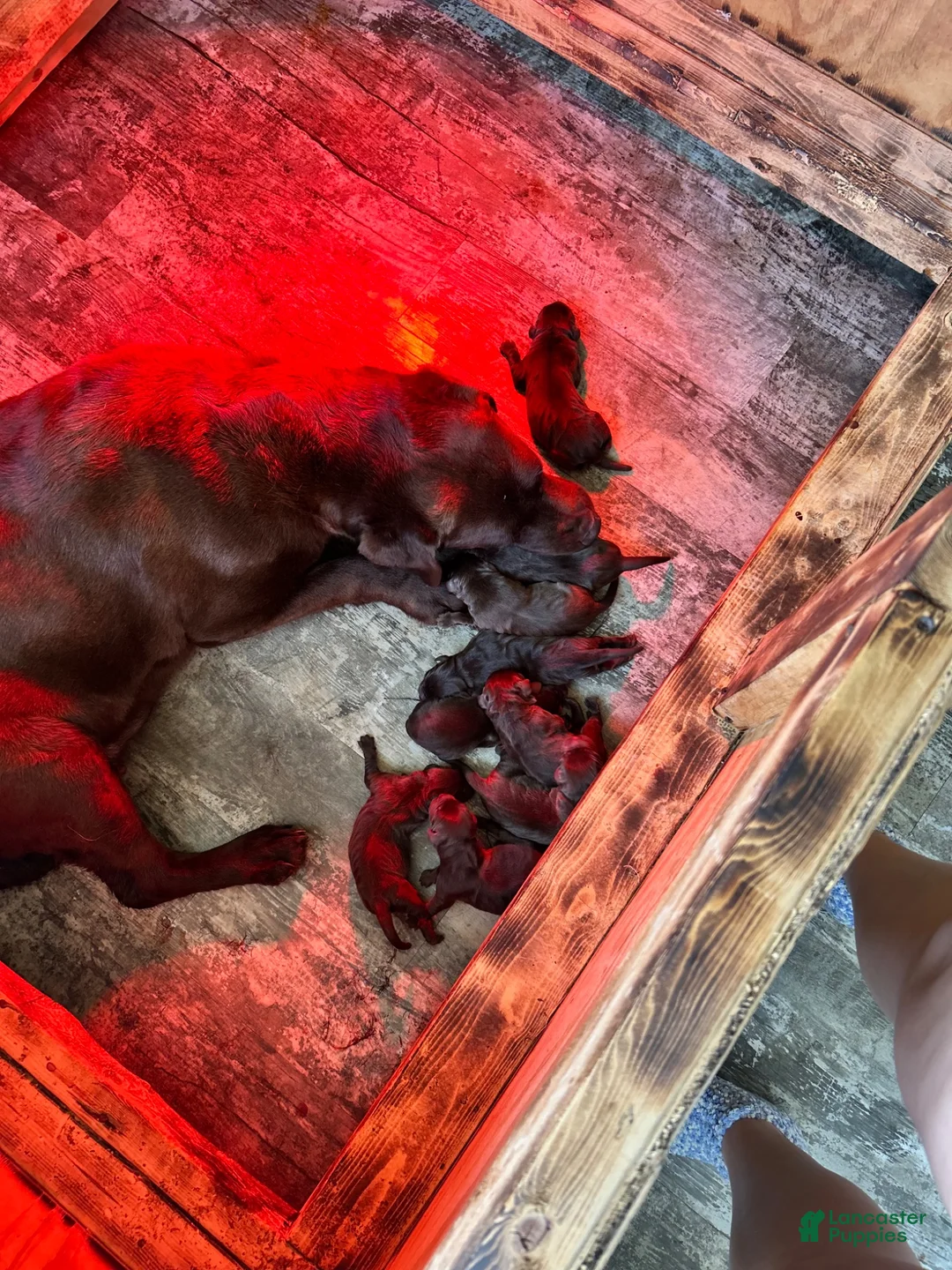 Labrador Retriever dogs for sale: Labrador Retriever 7 - Ad 1