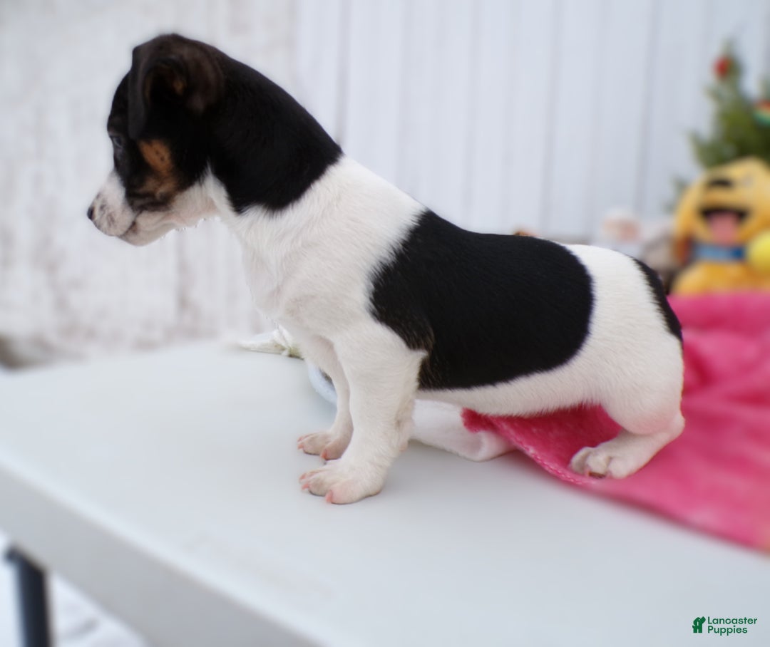 Jack Russell Terrier dogs for sale: Jack Russell Terrier Puppy 1 Juniper - Ad 3