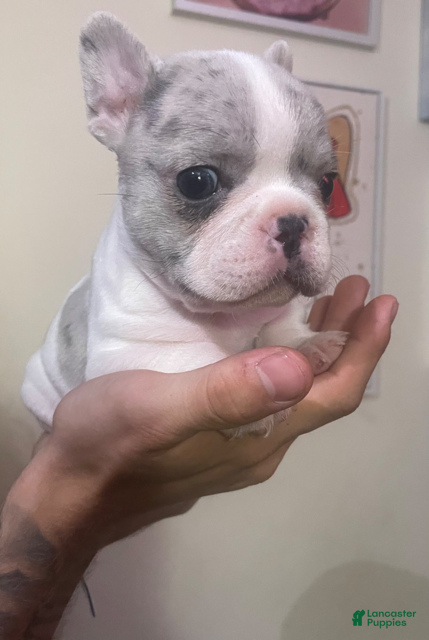 French Bulldog dogs French Bulldog Puppy 2 - Ad 4