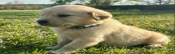 Golden Retriever dogs for sale: Rainy  - Ad 3