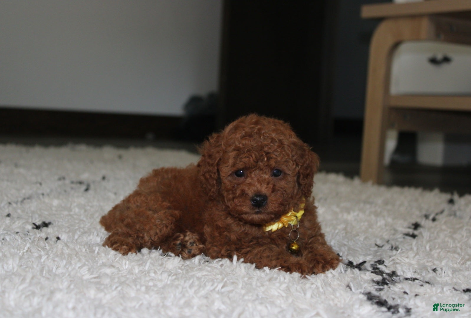 Toy Poodle dogs Arlo - Ad 2