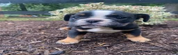 English Bulldog dogs for sale: Buster - Ad 12