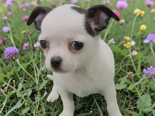 Chihuahua dogs for sale: Chico - Ad 1