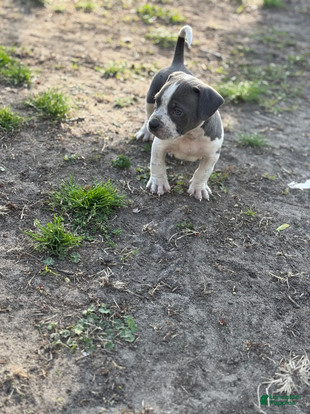American Bully dogs for sale: American Bully Puppy 3 - Ad 3