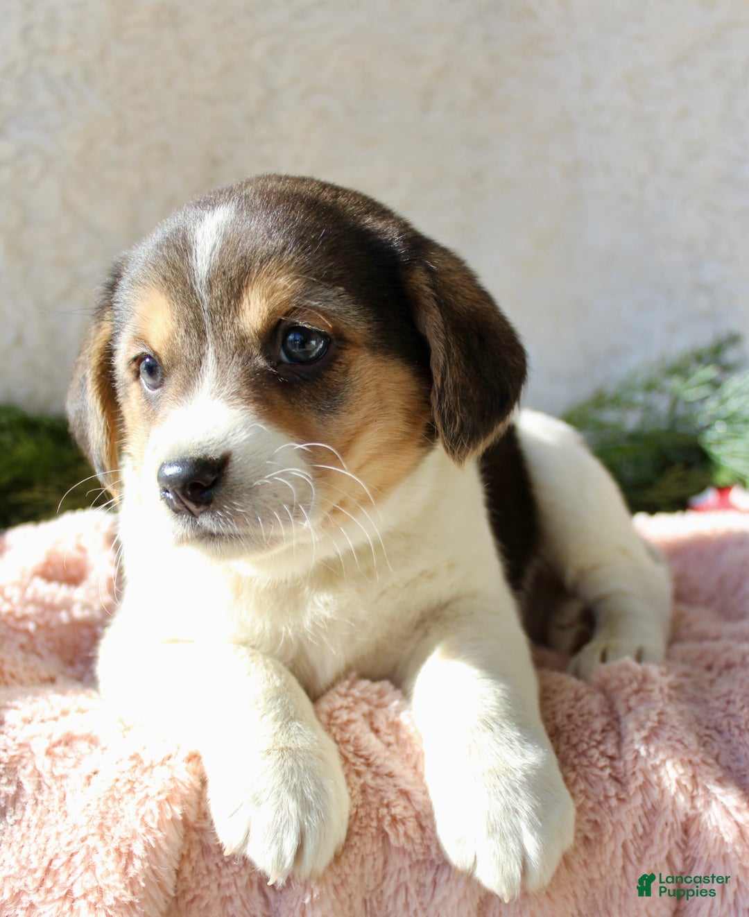 Mixed Breed dogs for sale: Cutie - Ad 2