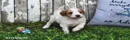 Goldendoodle dogs for sale: Lass   - Ad 3