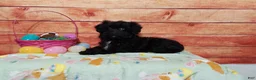 Aussiedoodle dogs for sale: Aussiedoodle Puppy 1 - Ad 3