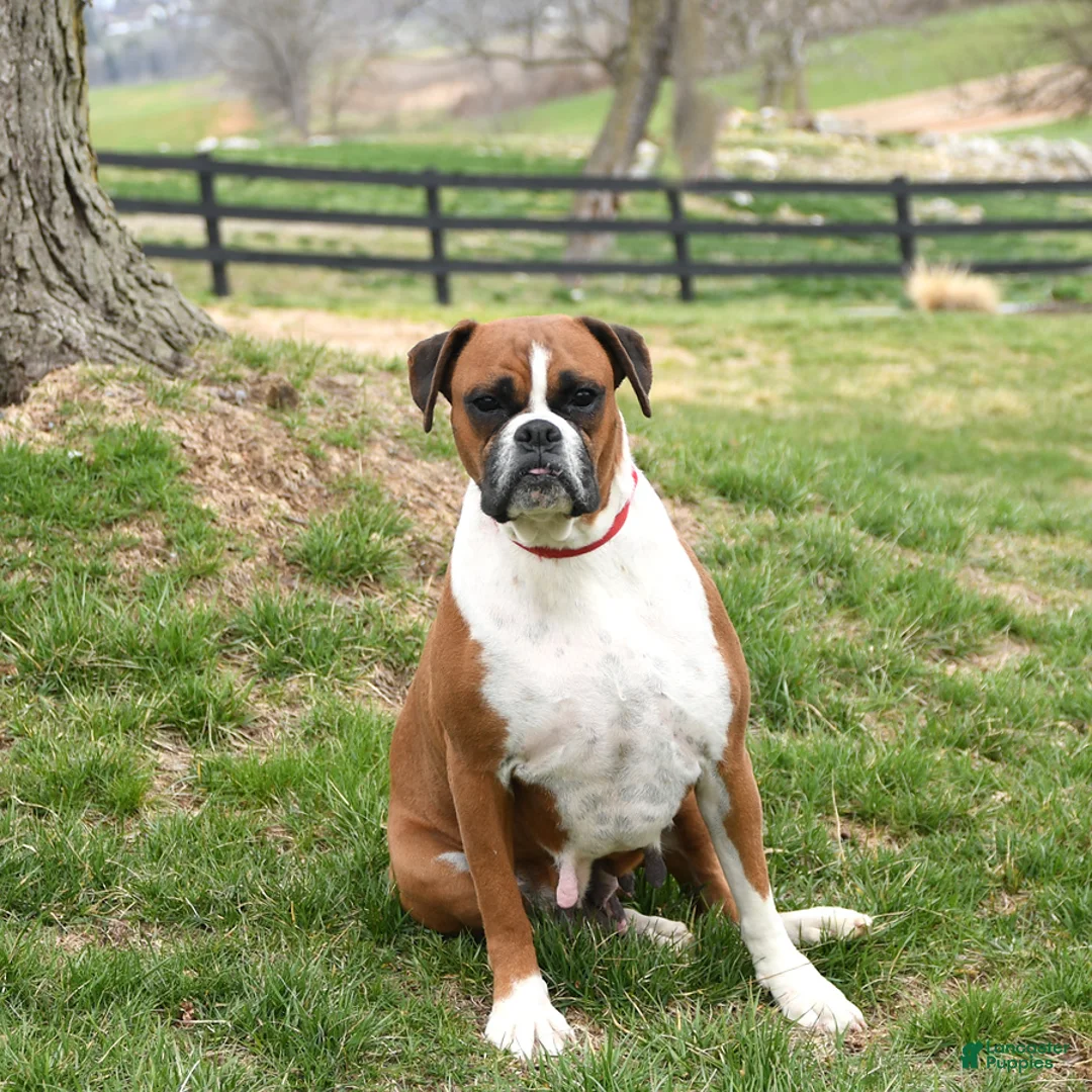 Boxer dogs for sale: Snowflake - Ad 6