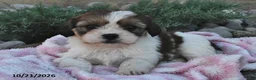 Mixed Breed dogs for sale: Bonnie  - Ad 1