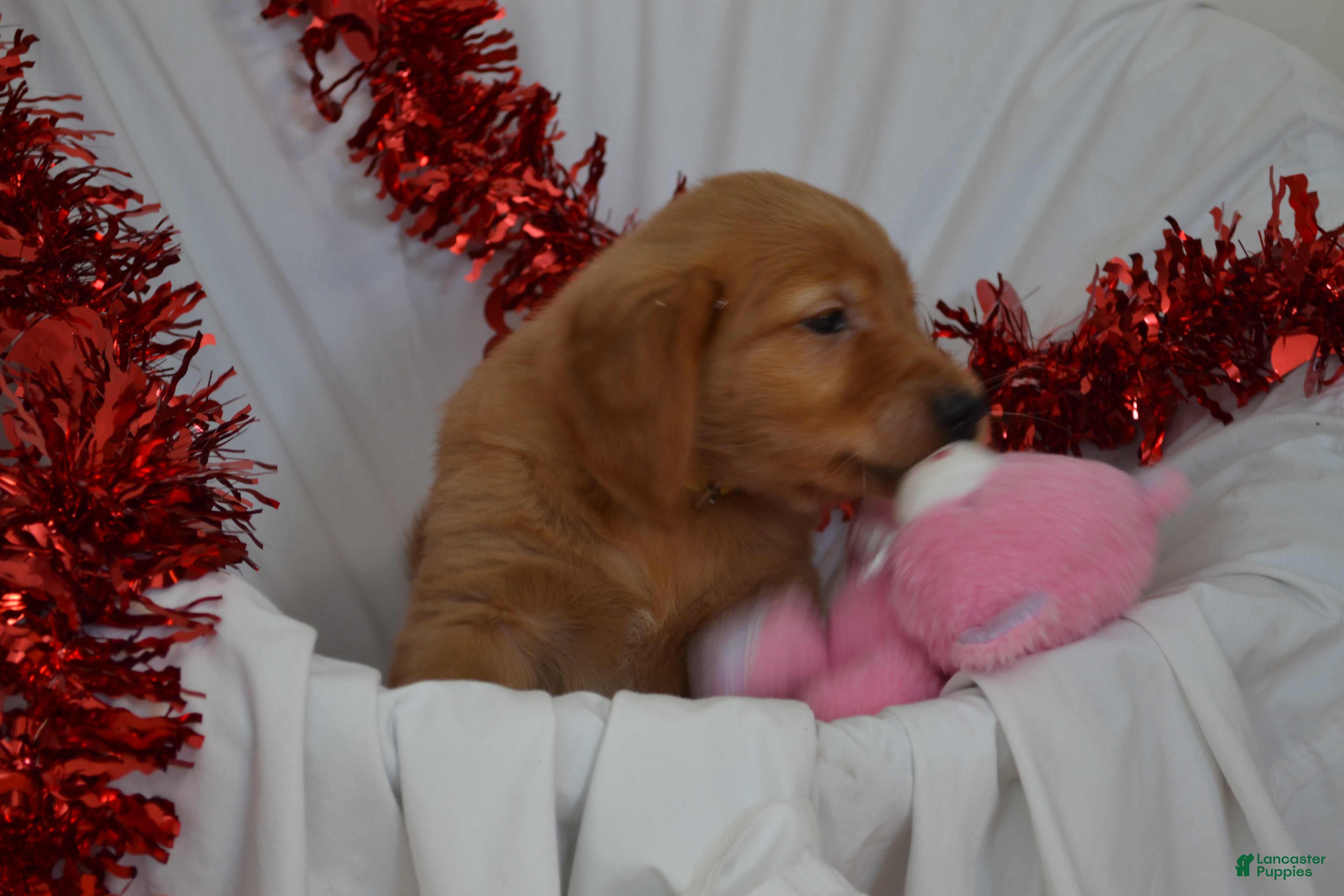 Golden Retriever dogs Arrow - Ad 16