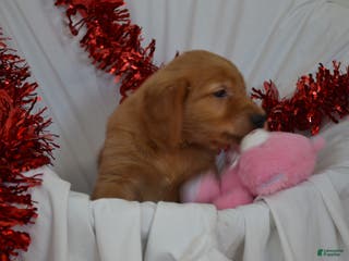 Golden Retriever dogs Arrow - Ad 16