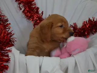 Golden Retriever dogs Arrow - Ad 9