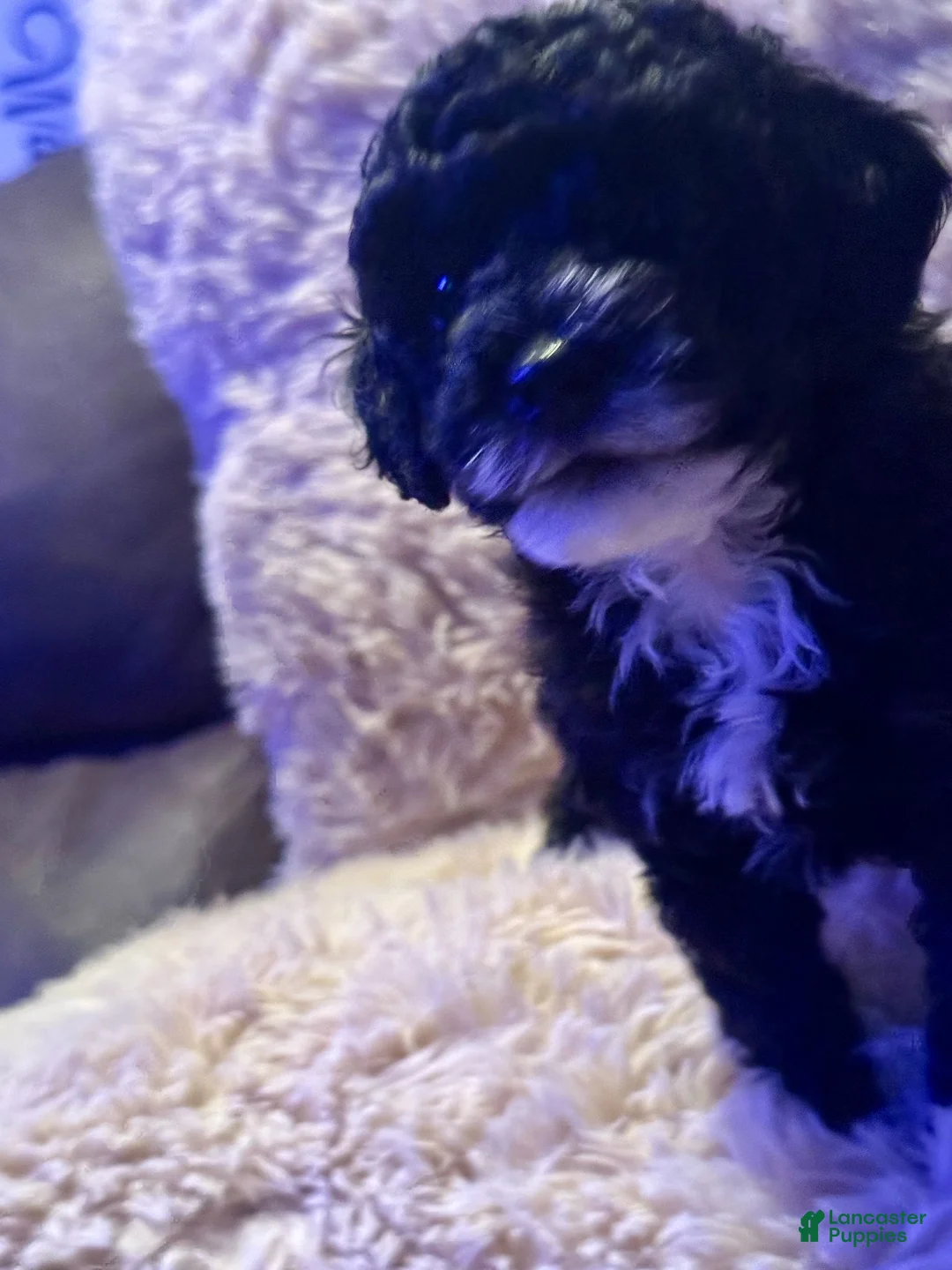 Toy Poodle dogs for sale: Stella - Ad 1