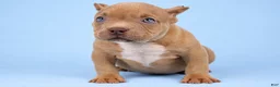 American Bully dogs for sale: Lilac Male - Ad 2