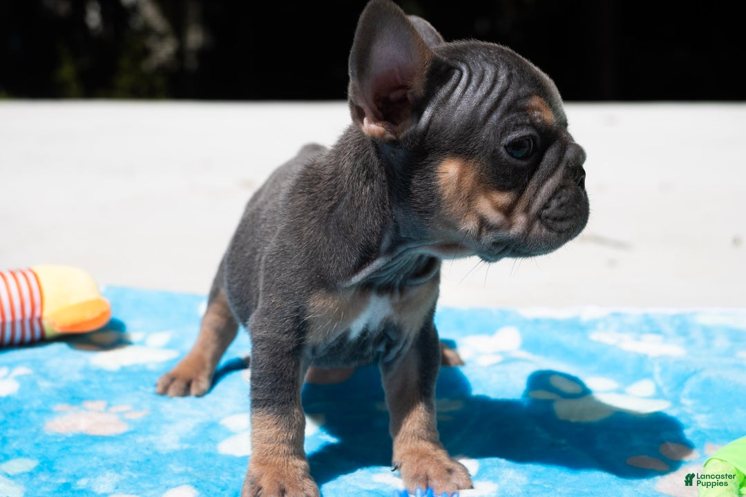 French Bulldog dogs for sale: LilBoy - Ad 9