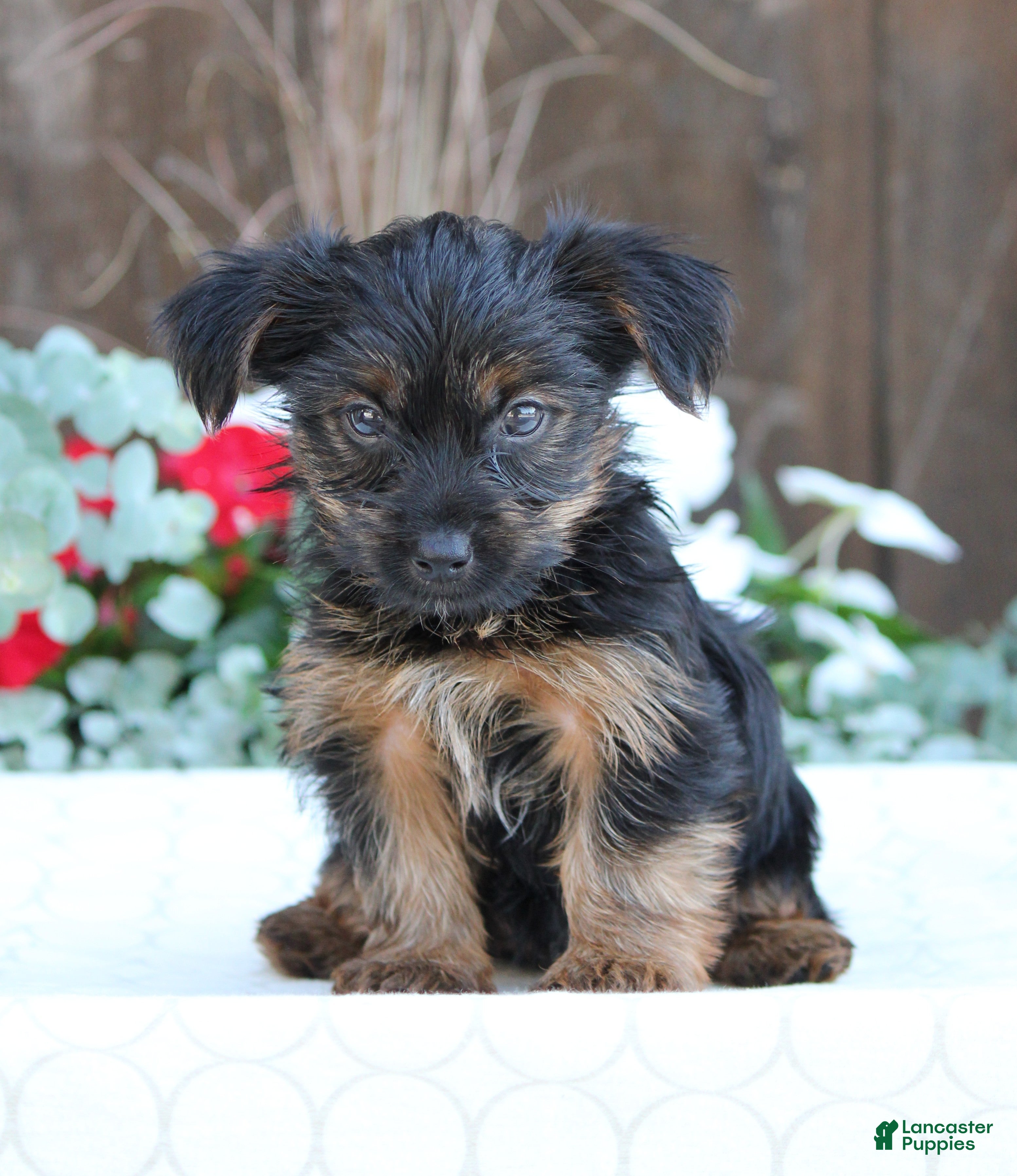 Yorkshire Terrier dogs Sparky - Ad 2