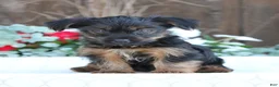 Yorkshire Terrier dogs for sale: Sparky - Ad 2