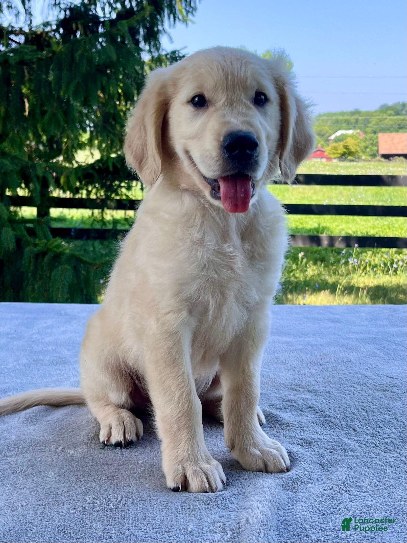Golden Retriever dogs Opal - Ad 2