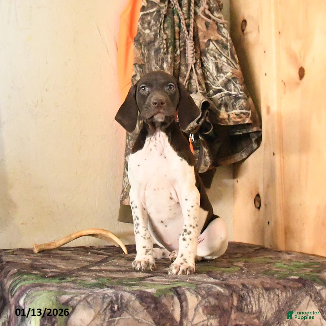 German Shorthaired Pointer dogs for sale: Halo - Ad 5